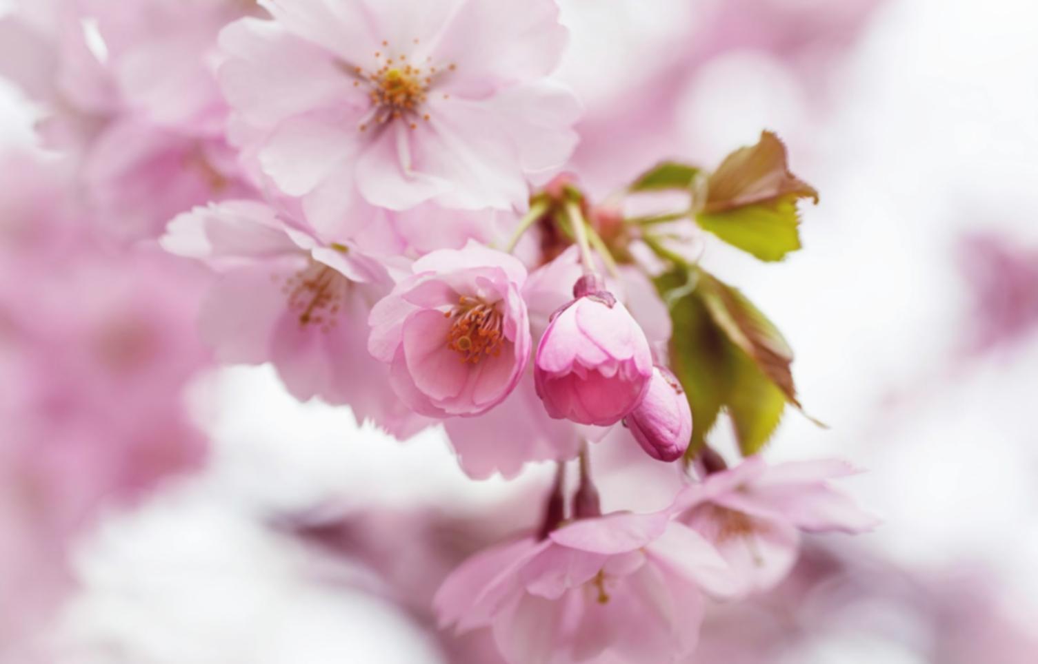 Close-up of fresh cut flowers arranged on a workbench, showing varied textures and forms