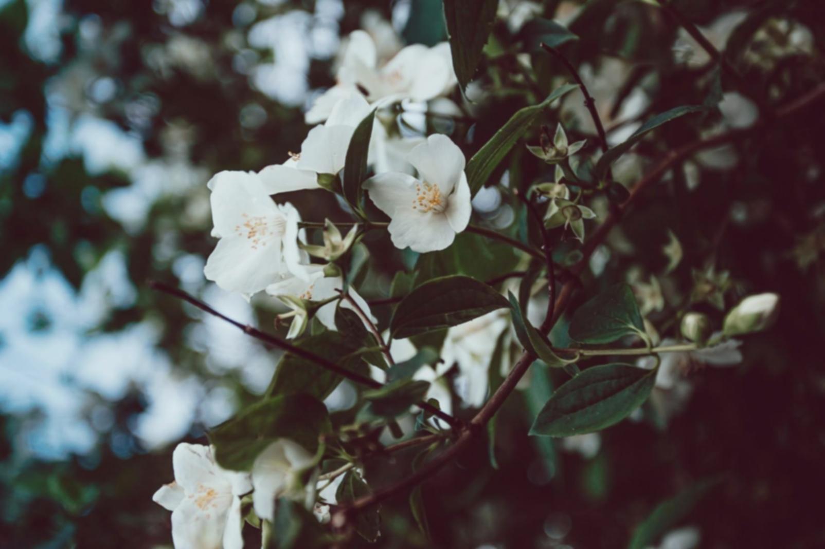 Curated flower arrangements at Melvadu learning studio